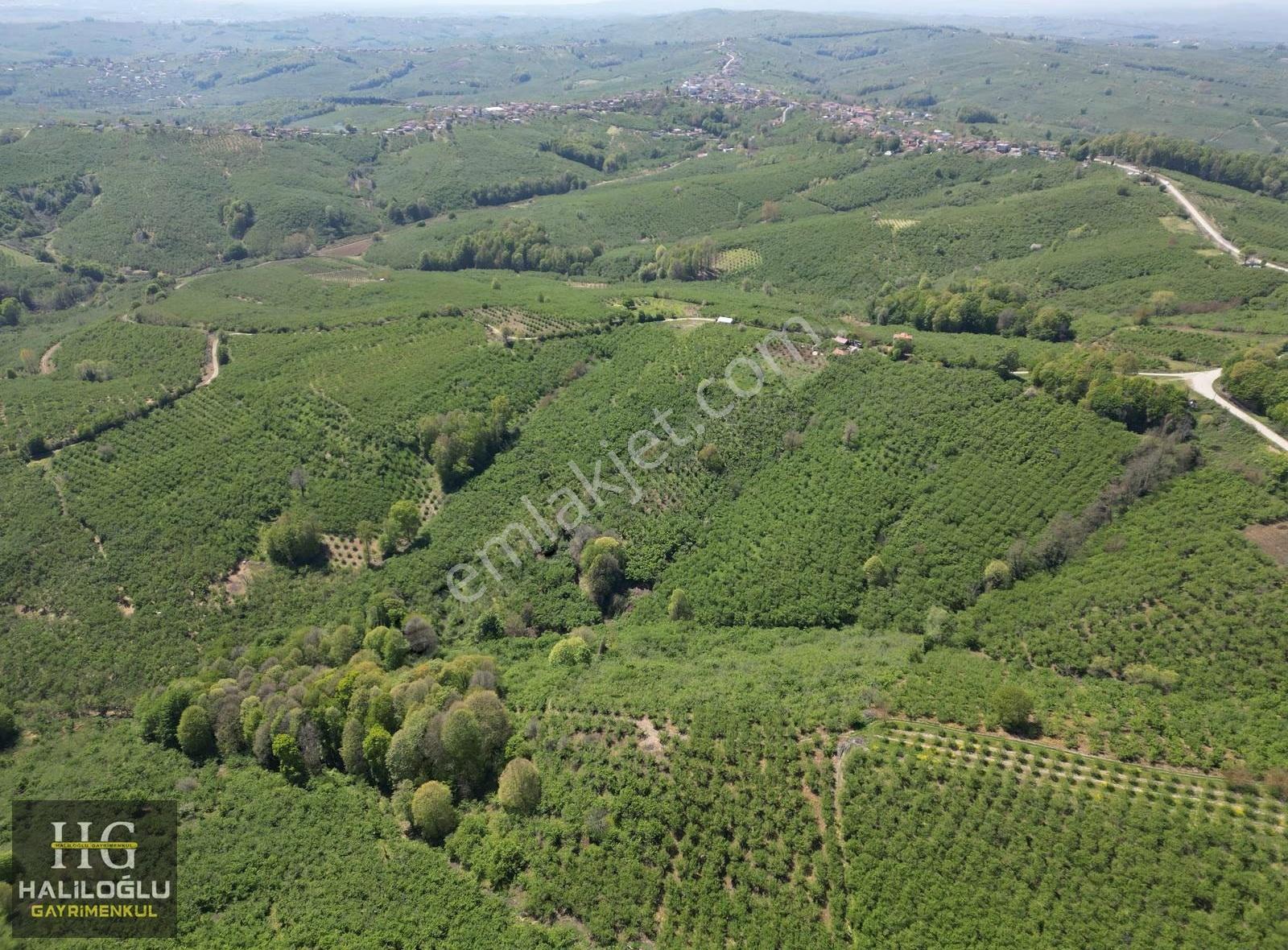 Emsalinden Çok Uygun 8826m2 Yetişkin Resmi Yollu Fındık Bahçesi - Görsel 7