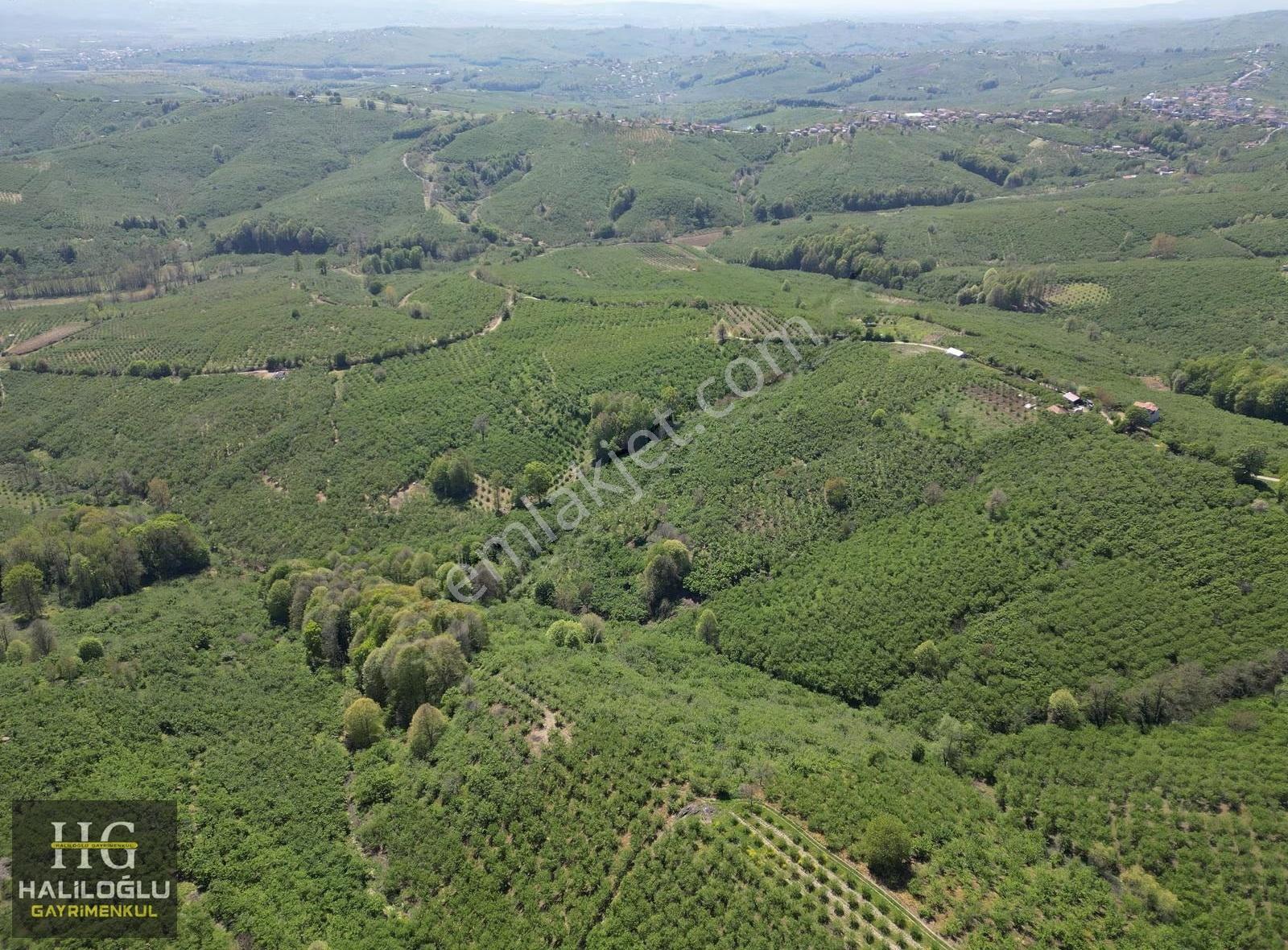 Emsalinden Çok Uygun 8826m2 Yetişkin Resmi Yollu Fındık Bahçesi - Görsel 8