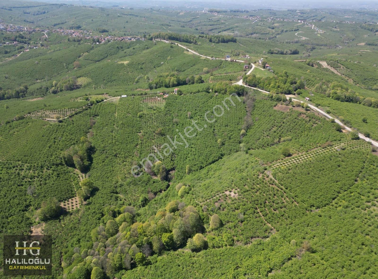 Emsalinden Çok Uygun 8826m2 Yetişkin Resmi Yollu Fındık Bahçesi - Görsel 3