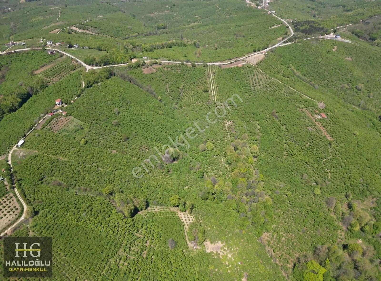 Emsalinden Çok Uygun 8826m2 Yetişkin Resmi Yollu Fındık Bahçesi - Görsel 4