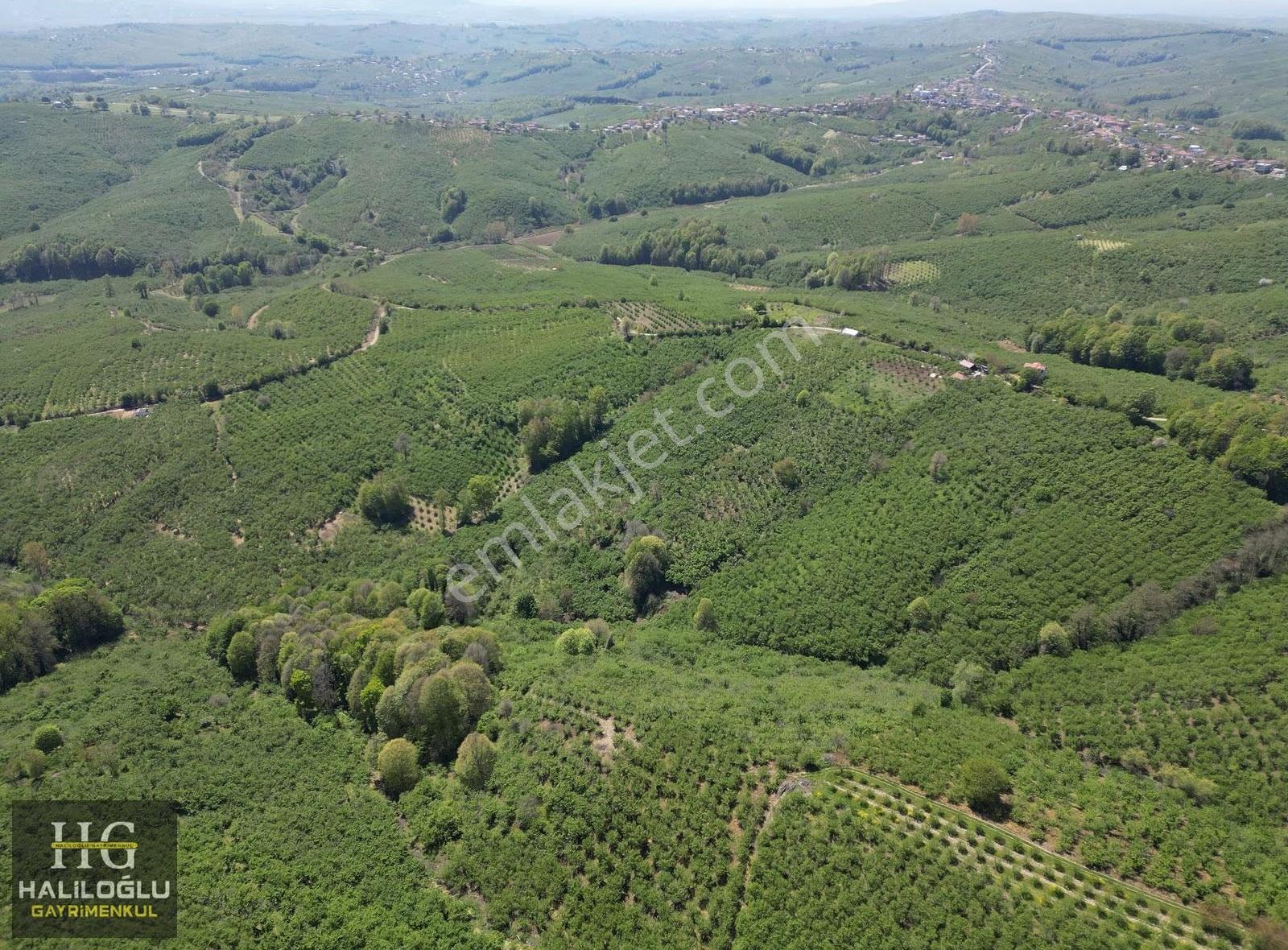 Emsalinden Çok Uygun 8826m2 Yetişkin Resmi Yollu Fındık Bahçesi - Görsel 12