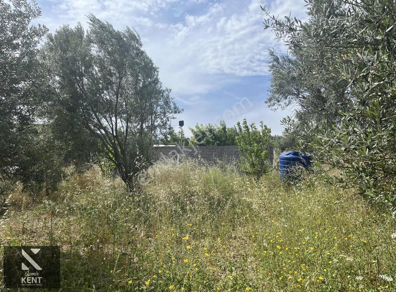 Ulucak Üstü Cevizli Yayla'da Satılık Hobi Bahçesi - Görsel 3