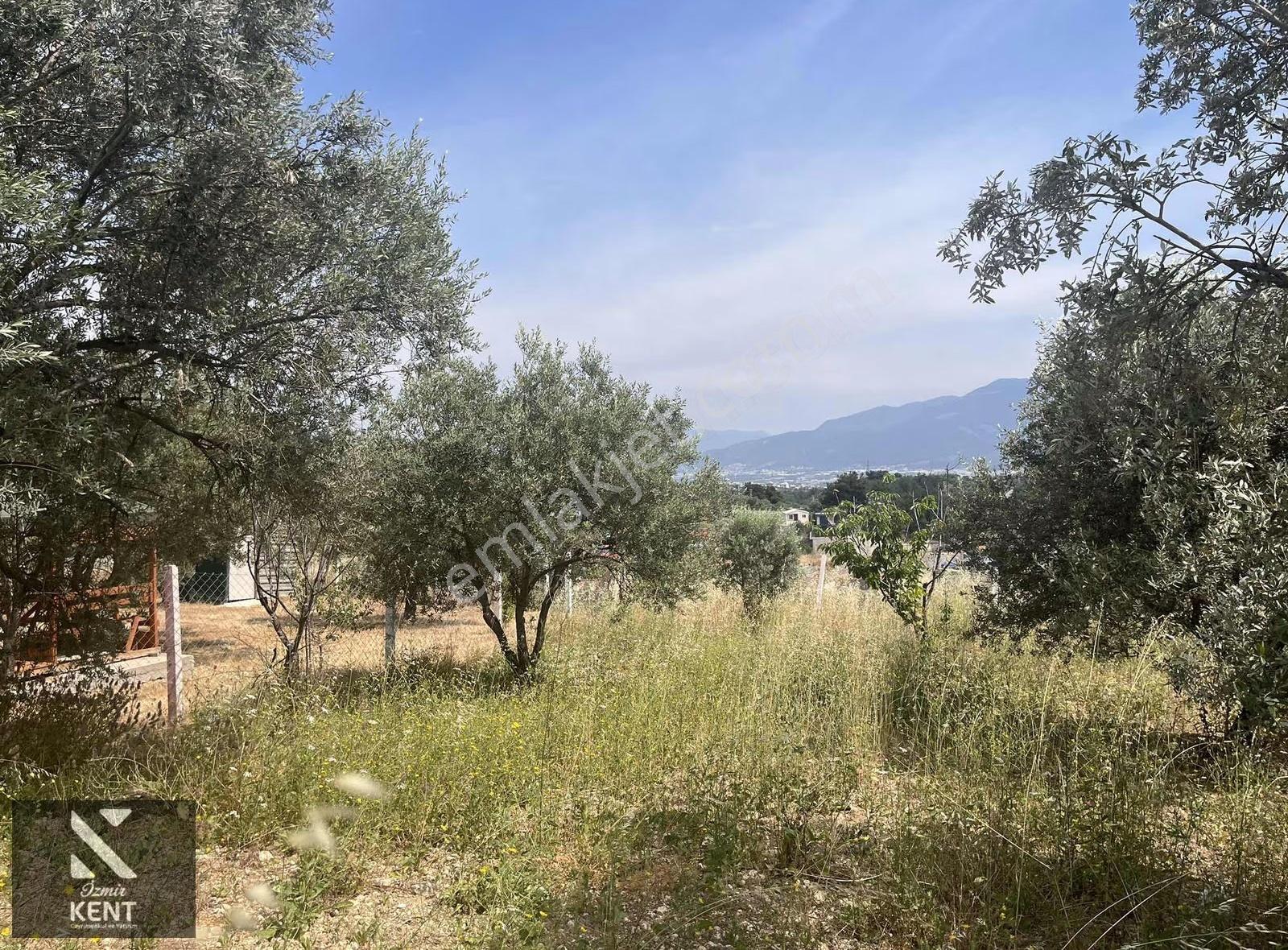 Ulucak Üstü Cevizli Yayla'da Satılık Hobi Bahçesi - Görsel 8