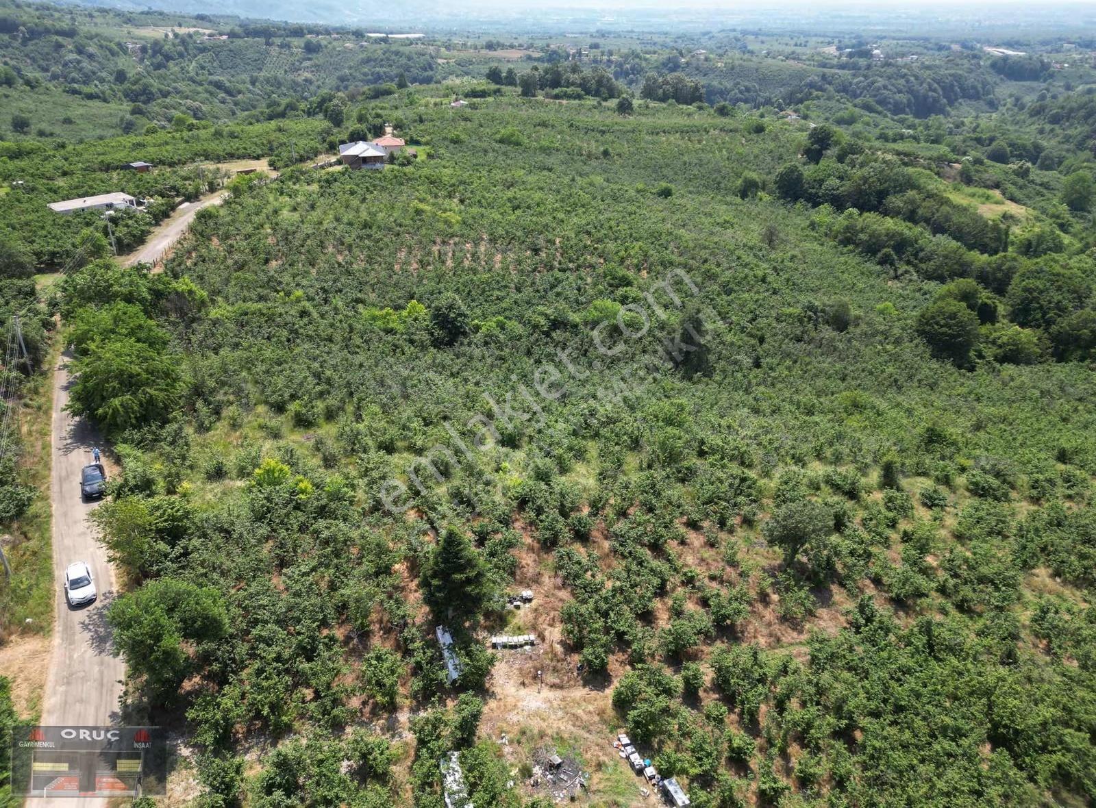 Oruç Gayrimenkulden Gündoğanda 4561 M2 Satılık İmarlı Fındıklık - Görsel 2