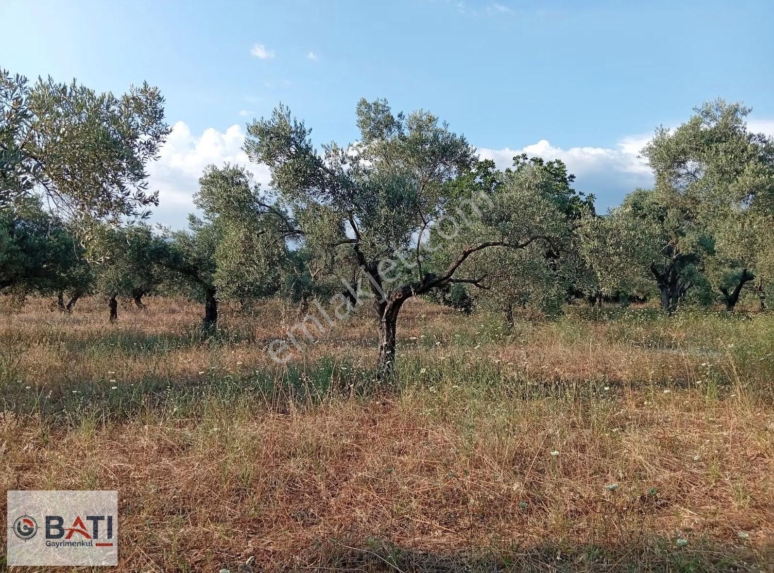 Torbalı Batı Gayrimenkul Den Satılık Zeytinlik - Görsel 2