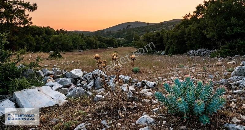 Muğla Milas Pinar'da Yatırımlık 9.107 M² Geniş Tarla - Görsel 2