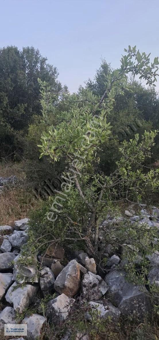 Muğla Milas Pinar'da Yatırımlık 9.107 M² Geniş Tarla - Görsel 7