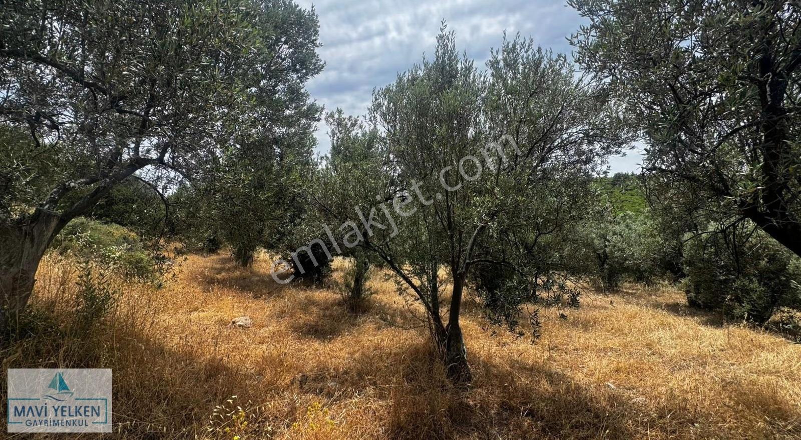 Çanakkale Ezine Geyiklide Satılık Zeytinlik - Görsel 11