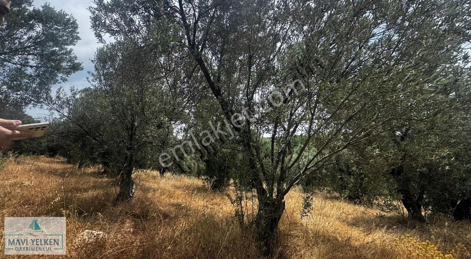 Çanakkale Ezine Geyiklide Satılık Zeytinlik - Görsel 2