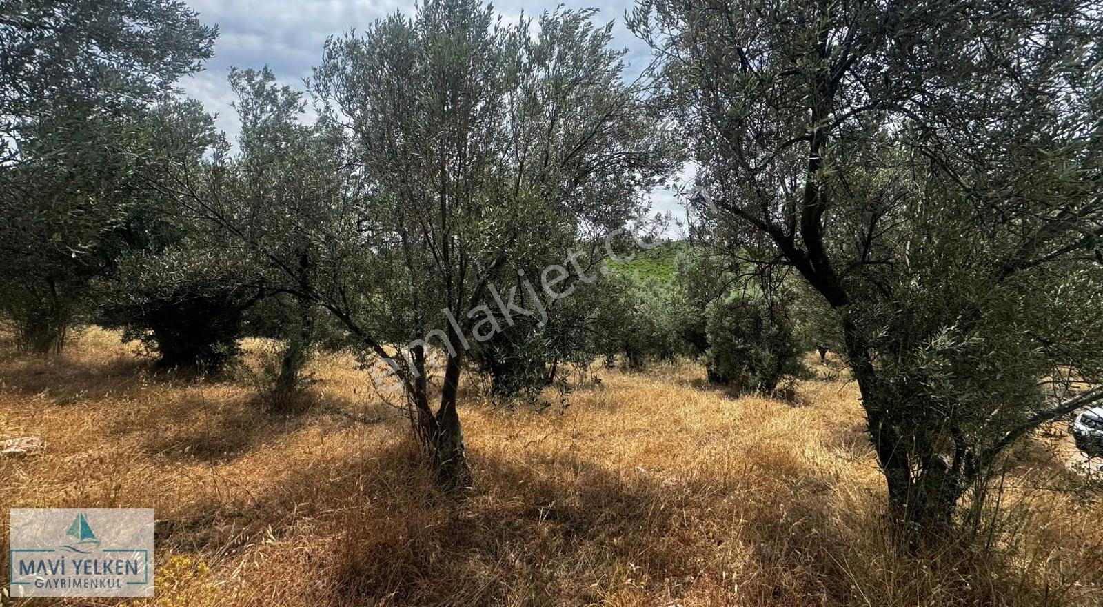 Çanakkale Ezine Geyiklide Satılık Zeytinlik - Görsel 6
