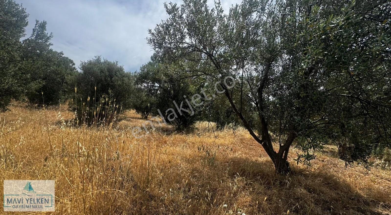 Çanakkale Ezine Geyiklide Satılık Zeytinlik