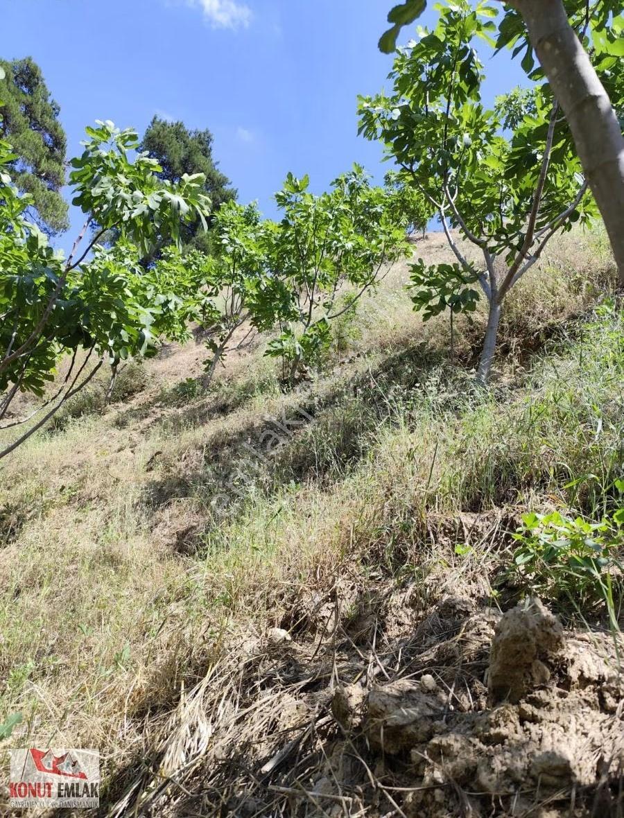 "nazilli Hasköy'de Asfalta Cephe, 8.500 M² Satılık İncirlik - Görsel 2