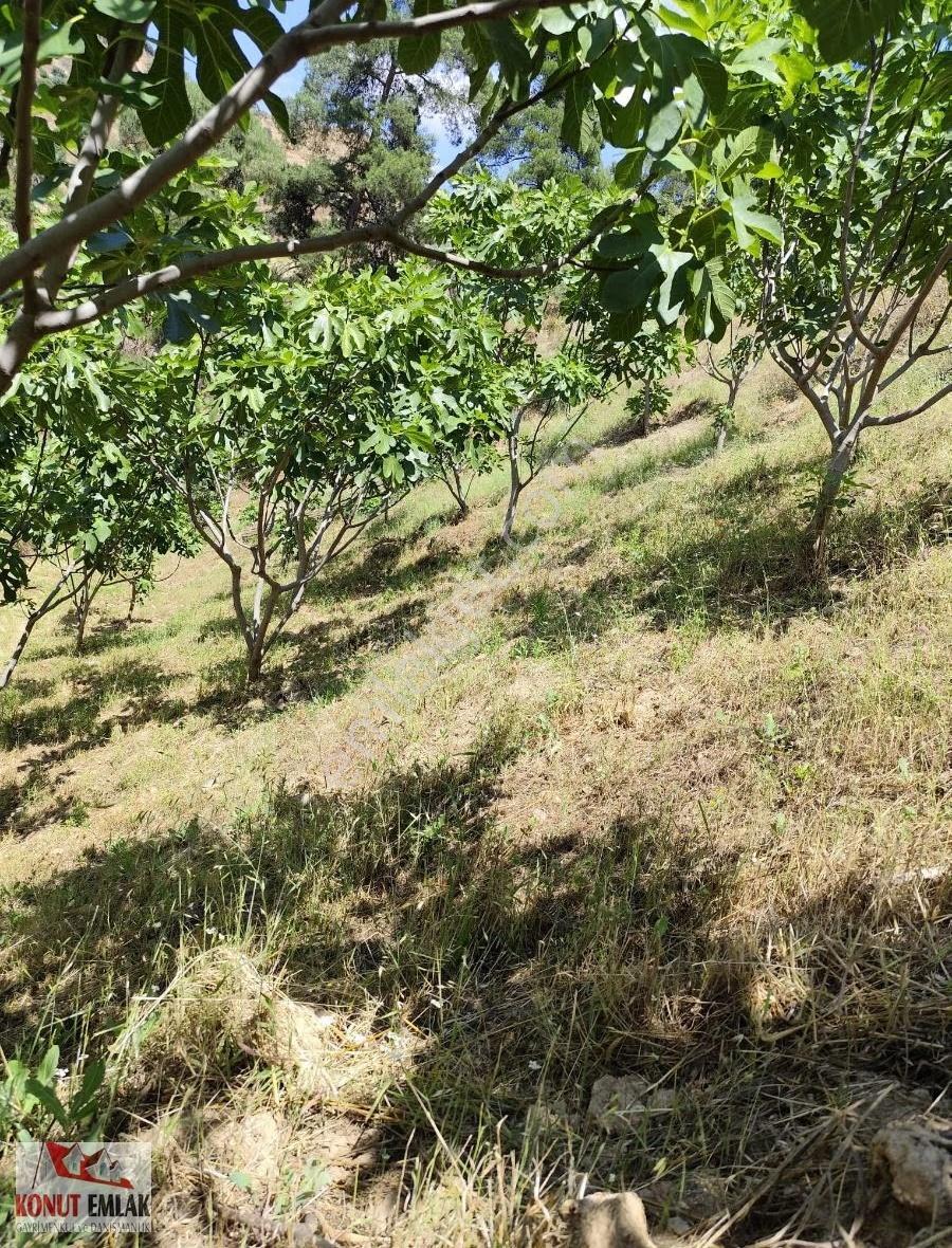 "nazilli Hasköy'de Asfalta Cephe, 8.500 M² Satılık İncirlik - Görsel 7