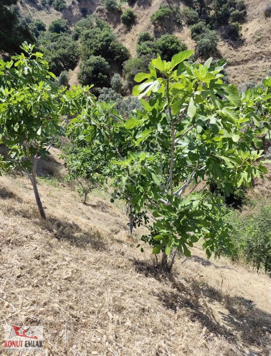 "nazilli Hasköy'de Asfalta Cephe, 8.500 M² Satılık İncirlik - Görsel 9