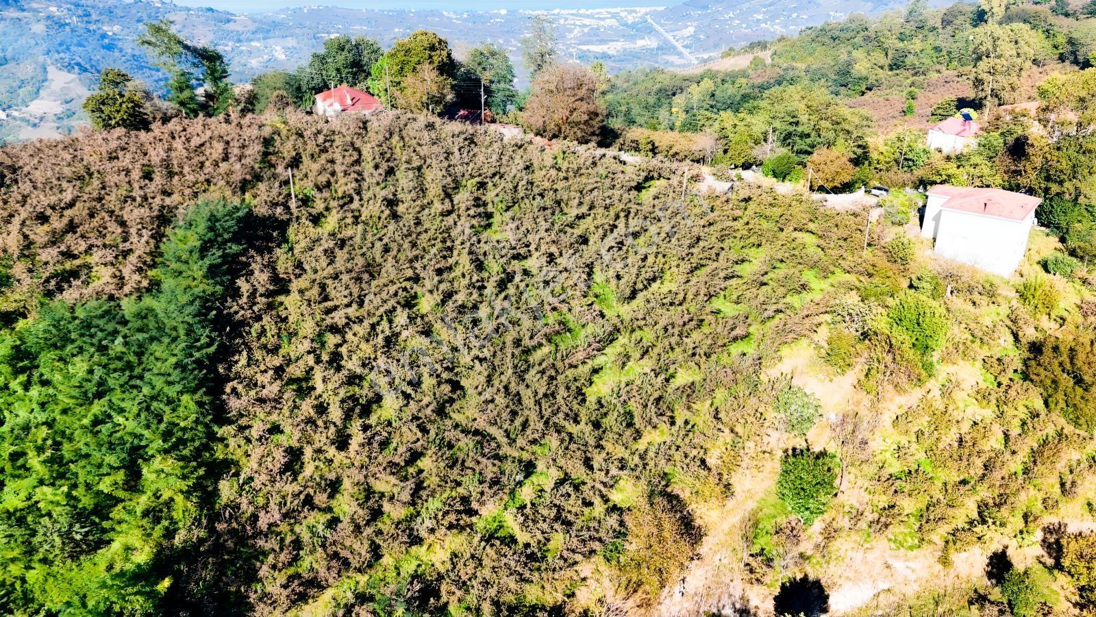 Ordu Oğmacada Yola Cepheli İçinde 3 Katlıevi Olan Satılık Arazi - Görsel 29