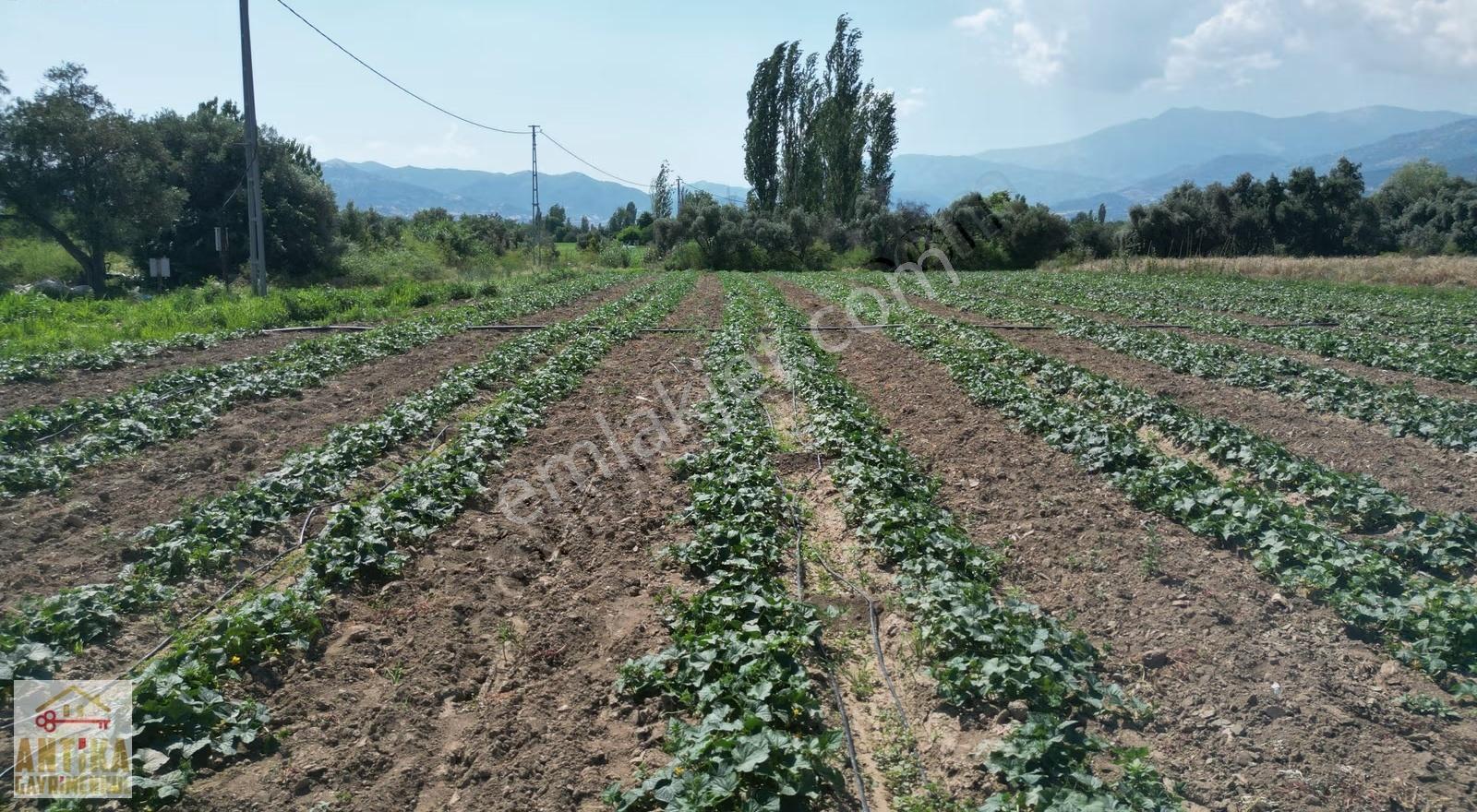 Antika Gayrimenkulden Kiraz Merkeze 6 Km Yakınında Satılık Tarla - Görsel 8