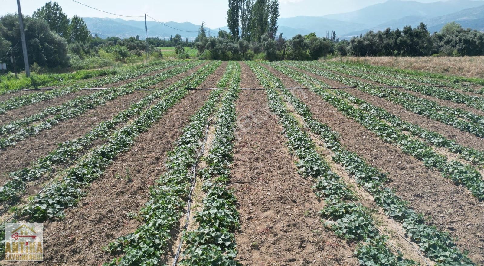 Antika Gayrimenkulden Kiraz Merkeze 6 Km Yakınında Satılık Tarla