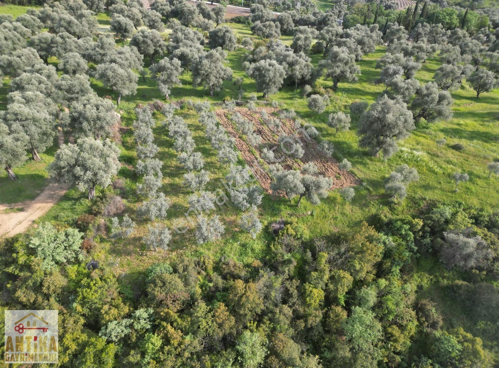 Antika Gayrimenkulden Birgi Bucak Mahallesinde Satılık Zeytinlik - Görsel 31