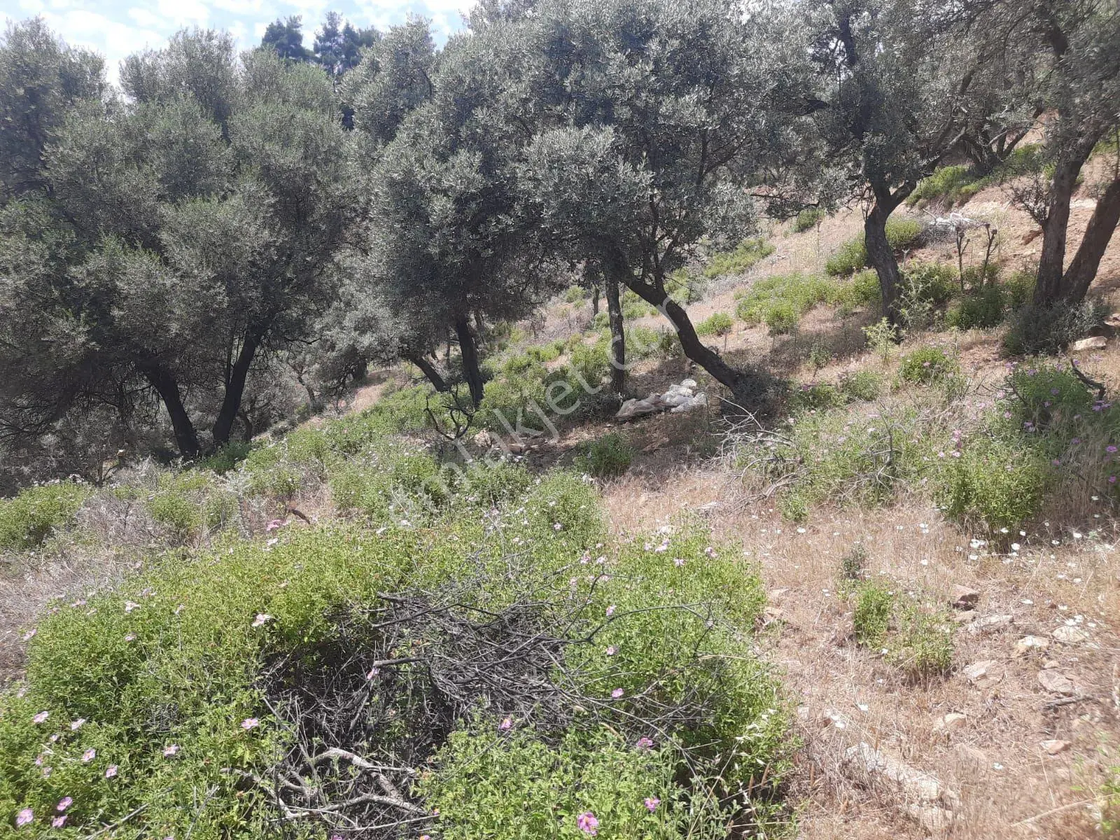 Çenikler Mahallesinde Yatırımlık Zeytinlik - Görsel 2