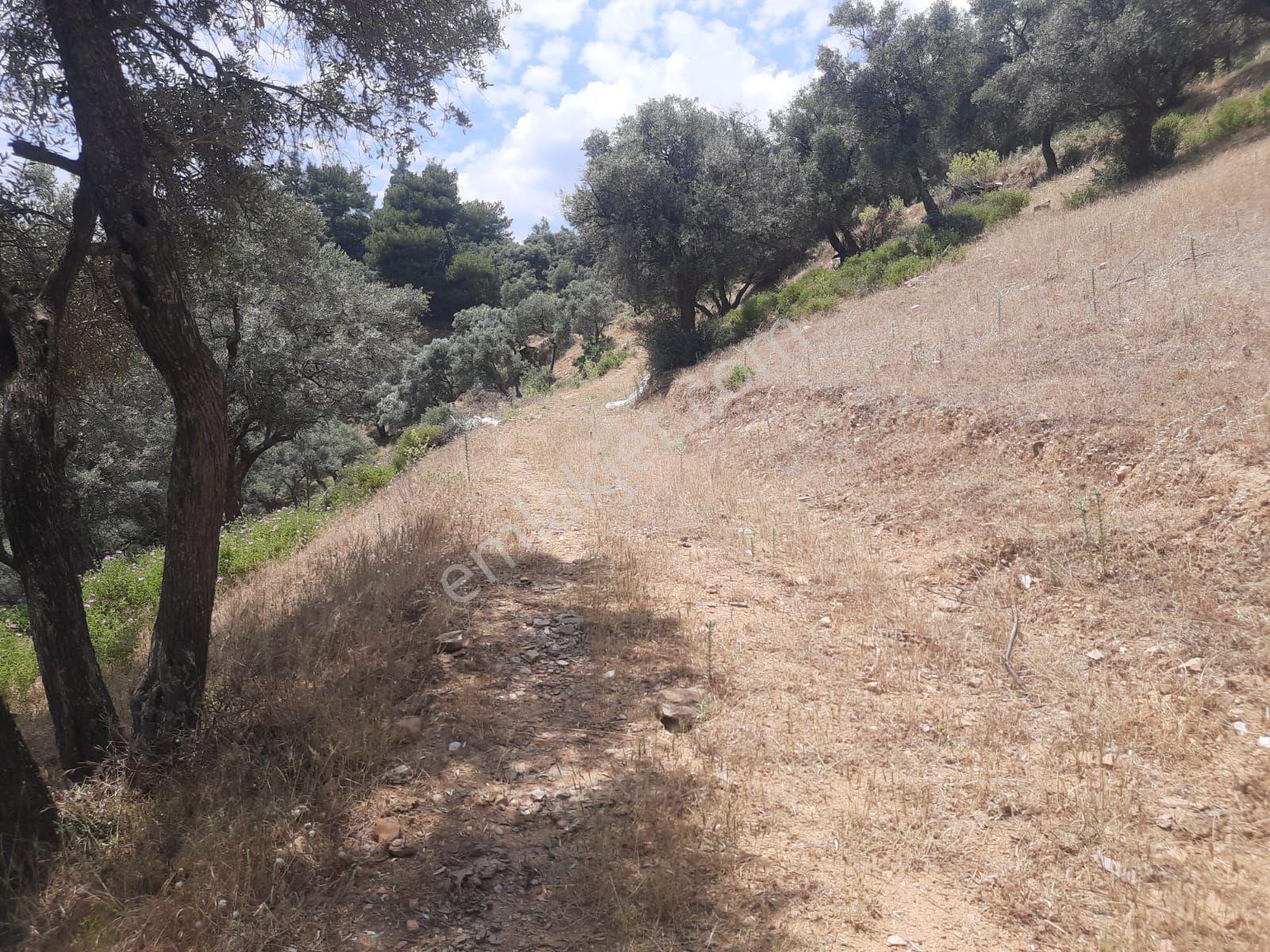 Çenikler Mahallesinde Yatırımlık Zeytinlik - Görsel 4
