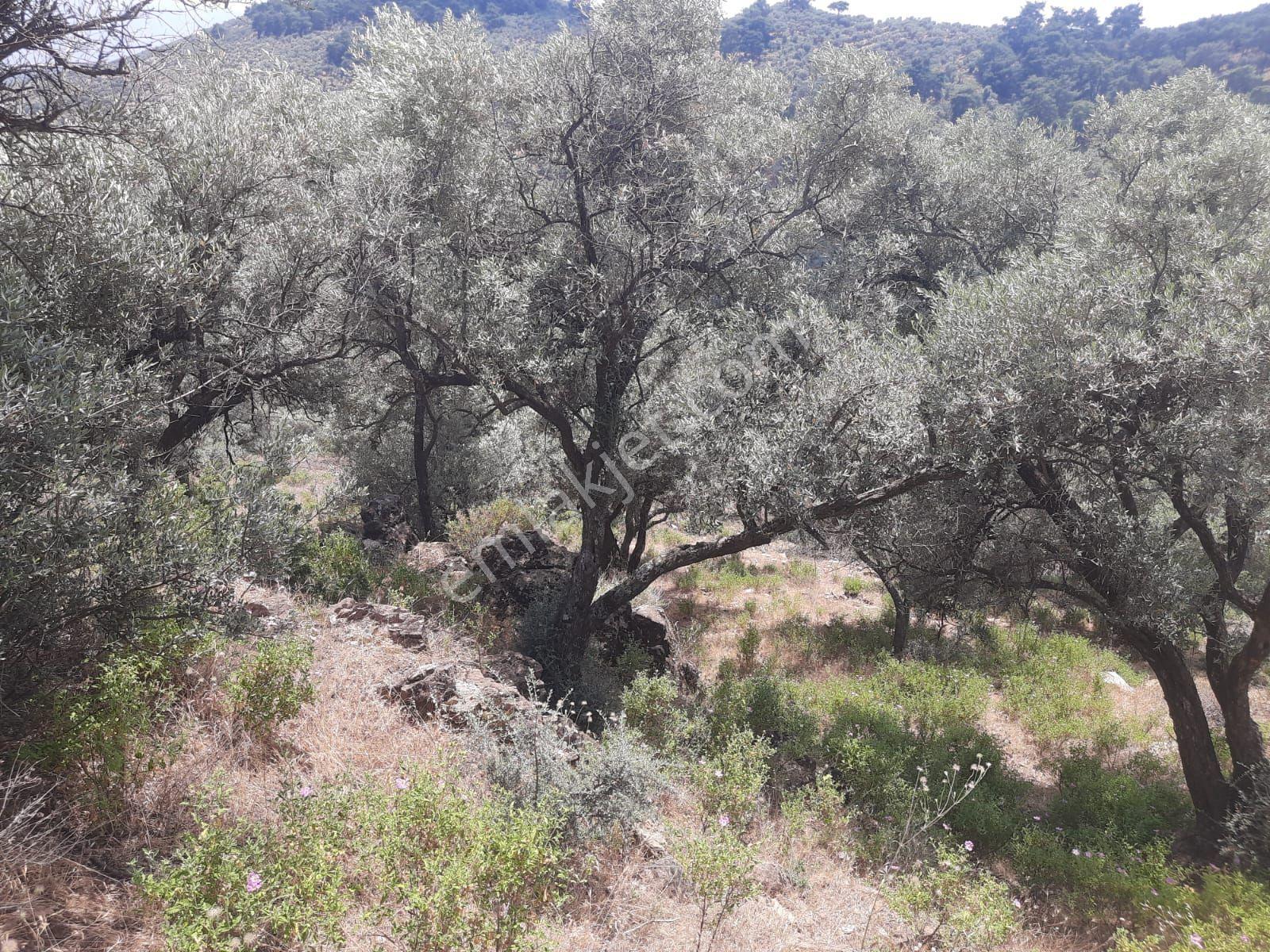 Çenikler Mahallesinde Yatırımlık Zeytinlik - Görsel 8