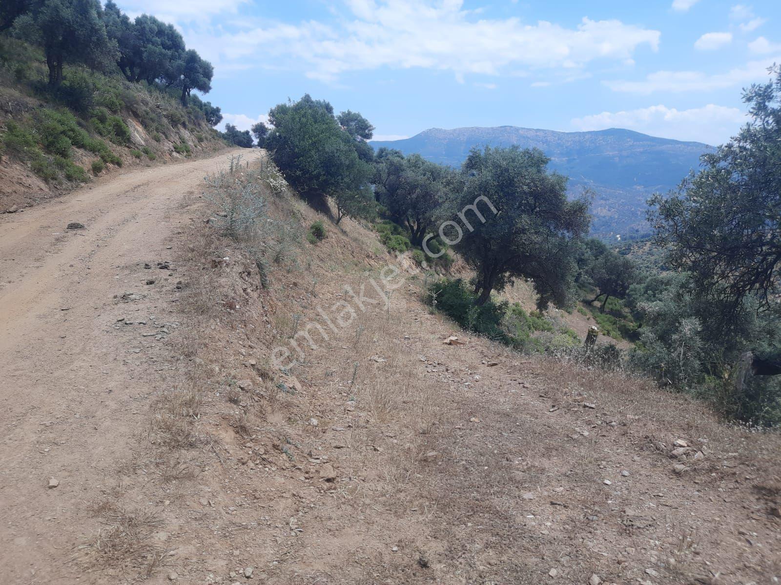 Çenikler Mahallesinde Yatırımlık Zeytinlik - Görsel 5