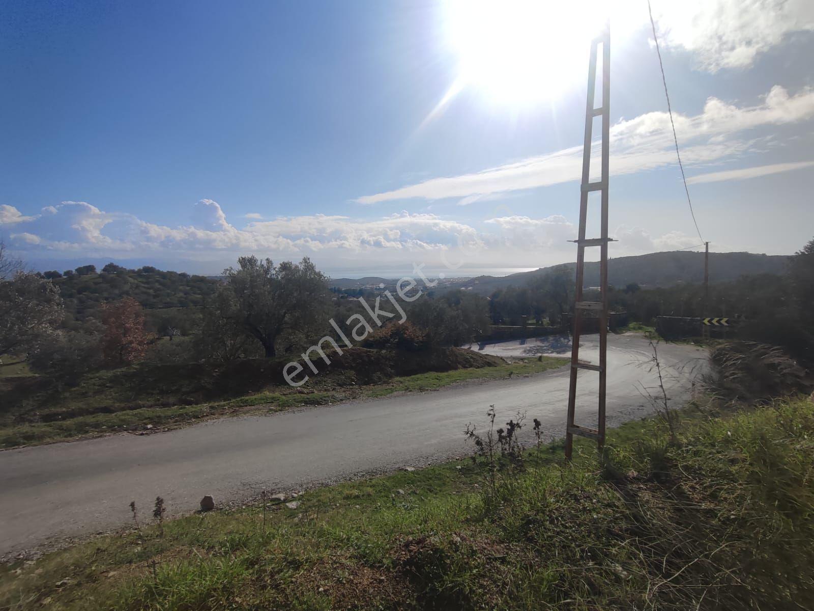 Edremit Güre Mahallesi Güre Köyüne Yakın Satılık Deniz Manzaralı Zeytinlik - Görsel 7