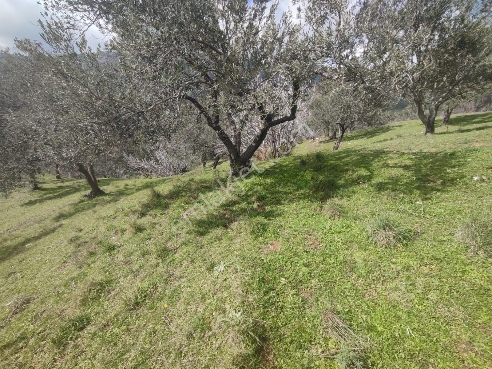 Edremit Güre Mahallesi Güre Köyüne Yakın Satılık Deniz Manzaralı Zeytinlik - Görsel 8