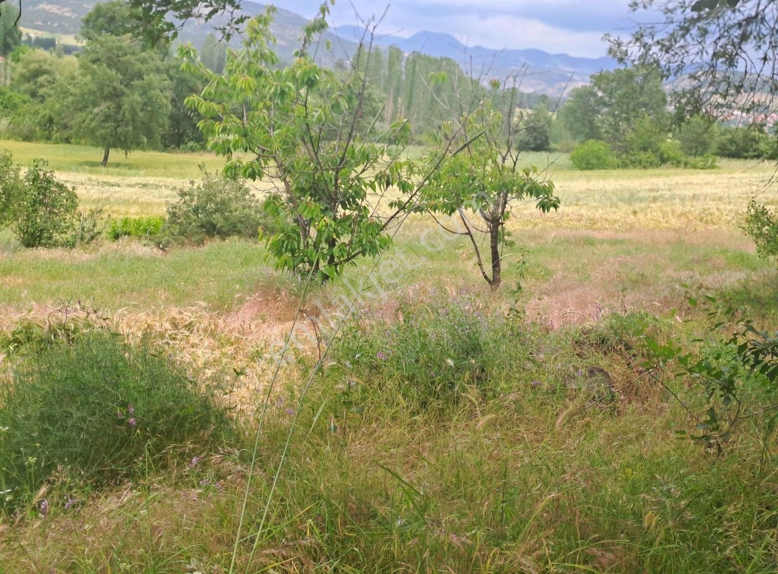 Seydişehir Bostandere Satılık 3929 Metre Tarla Kalan Suyla Cephe - Görsel 2