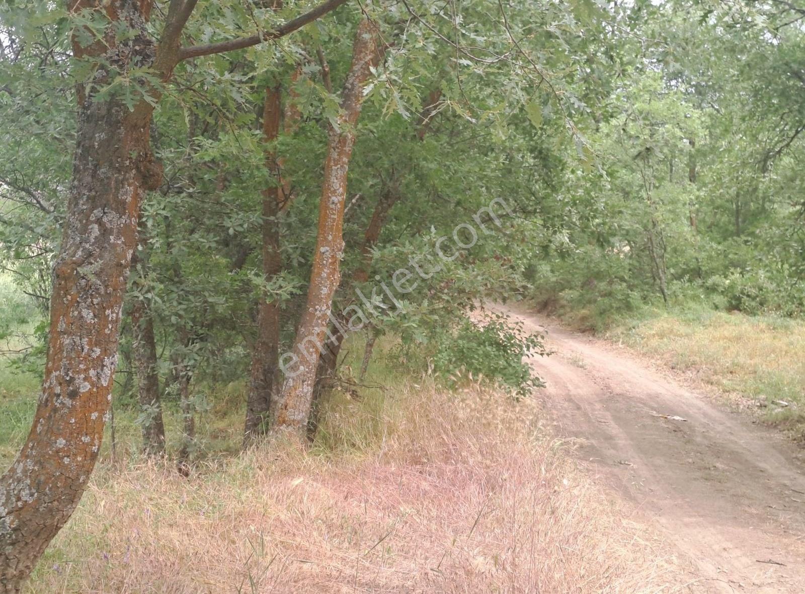 Seydişehir Bostandere Satılık 3929 Metre Tarla Kalan Suyla Cephe - Görsel 4