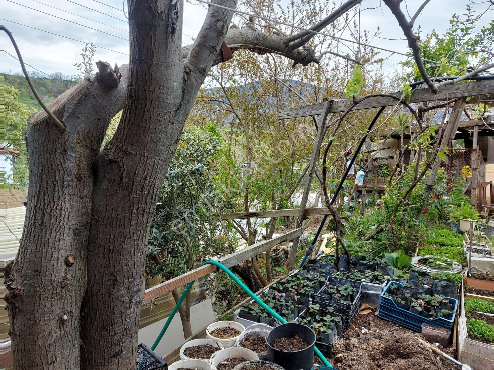 Seferihisar Orhanlı'da Yatırım Fırsatı Konut+ticari İmarlı - Görsel 12