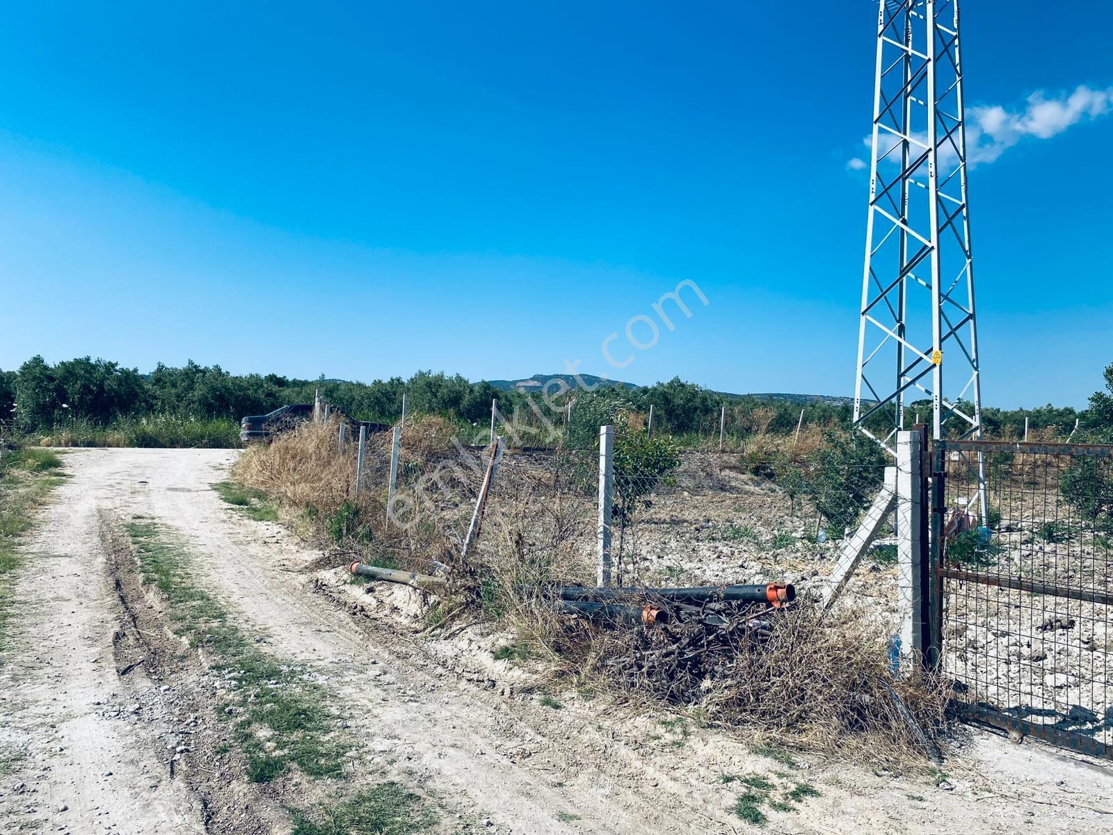 Uzun Emlak'tan Bağyolu -gülbahçe Arası 7,5 Dönüm Köşe Zeytinlik - Görsel 27