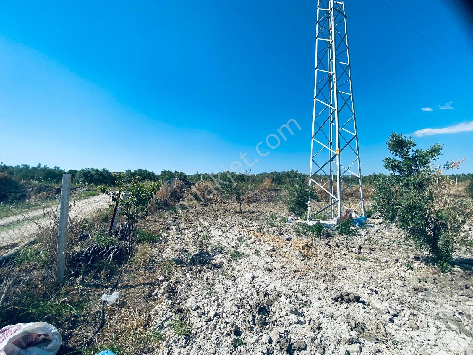 Uzun Emlak'tan Bağyolu -gülbahçe Arası 7,5 Dönüm Köşe Zeytinlik - Görsel 16