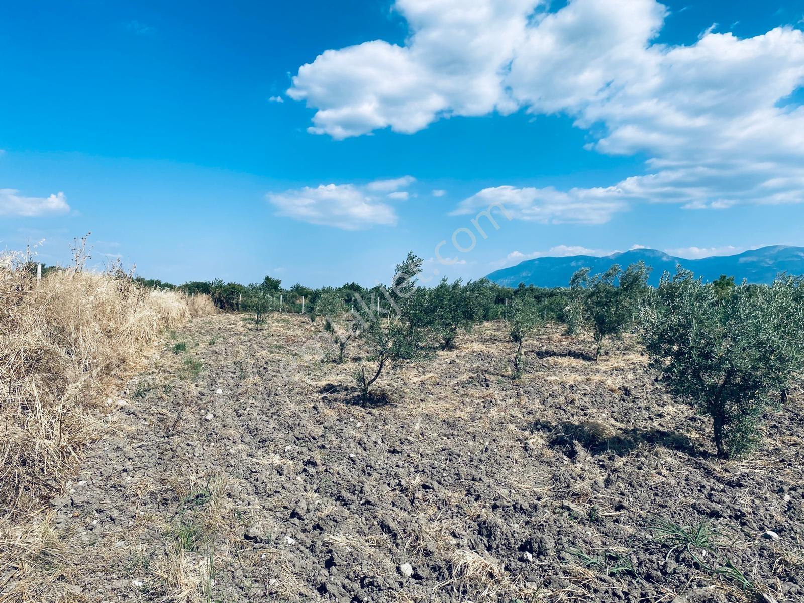 Uzun Emlak'tan Bağyolu -gülbahçe Arası 7,5 Dönüm Köşe Zeytinlik - Görsel 24