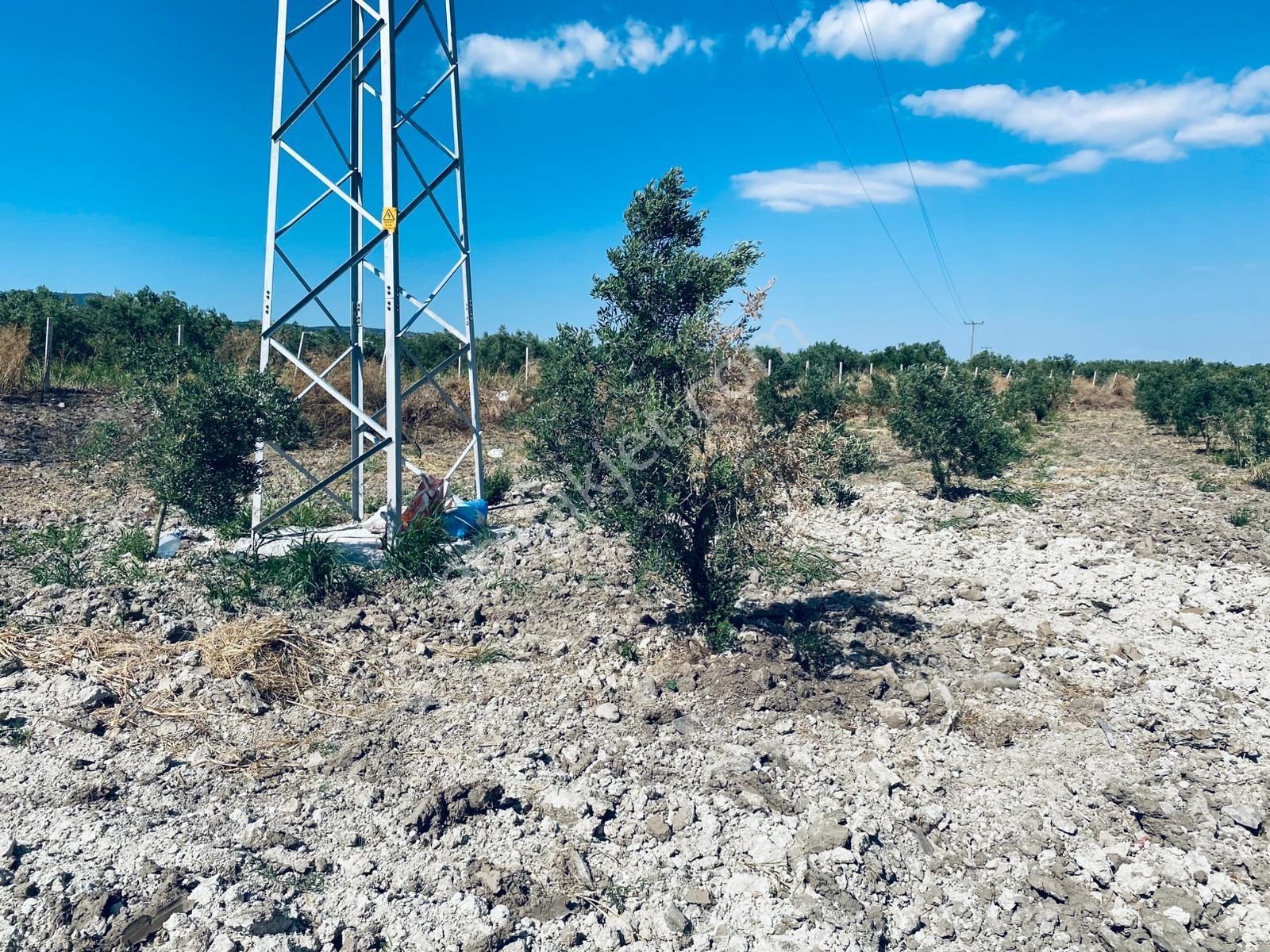 Uzun Emlak'tan Bağyolu -gülbahçe Arası 7,5 Dönüm Köşe Zeytinlik - Görsel 11
