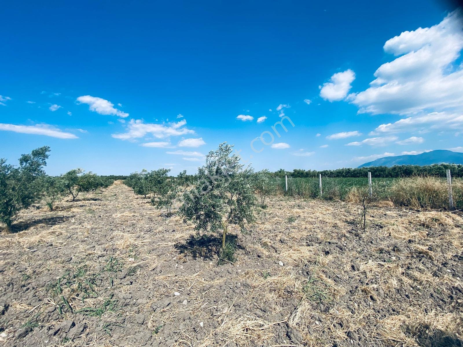 Uzun Emlak'tan Bağyolu -gülbahçe Arası 7,5 Dönüm Köşe Zeytinlik - Görsel 31