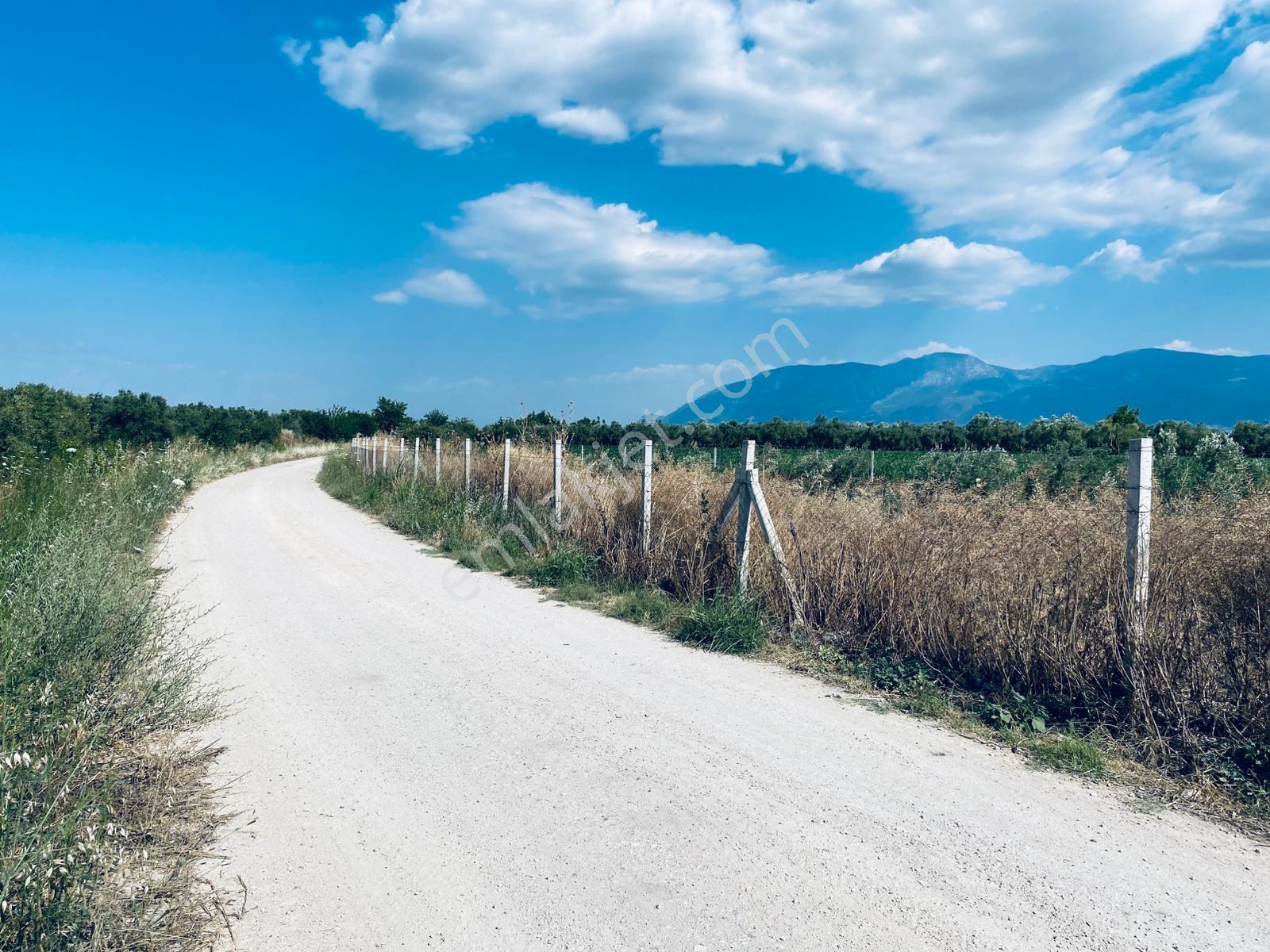 Uzun Emlak'tan Bağyolu -gülbahçe Arası 7,5 Dönüm Köşe Zeytinlik - Görsel 21