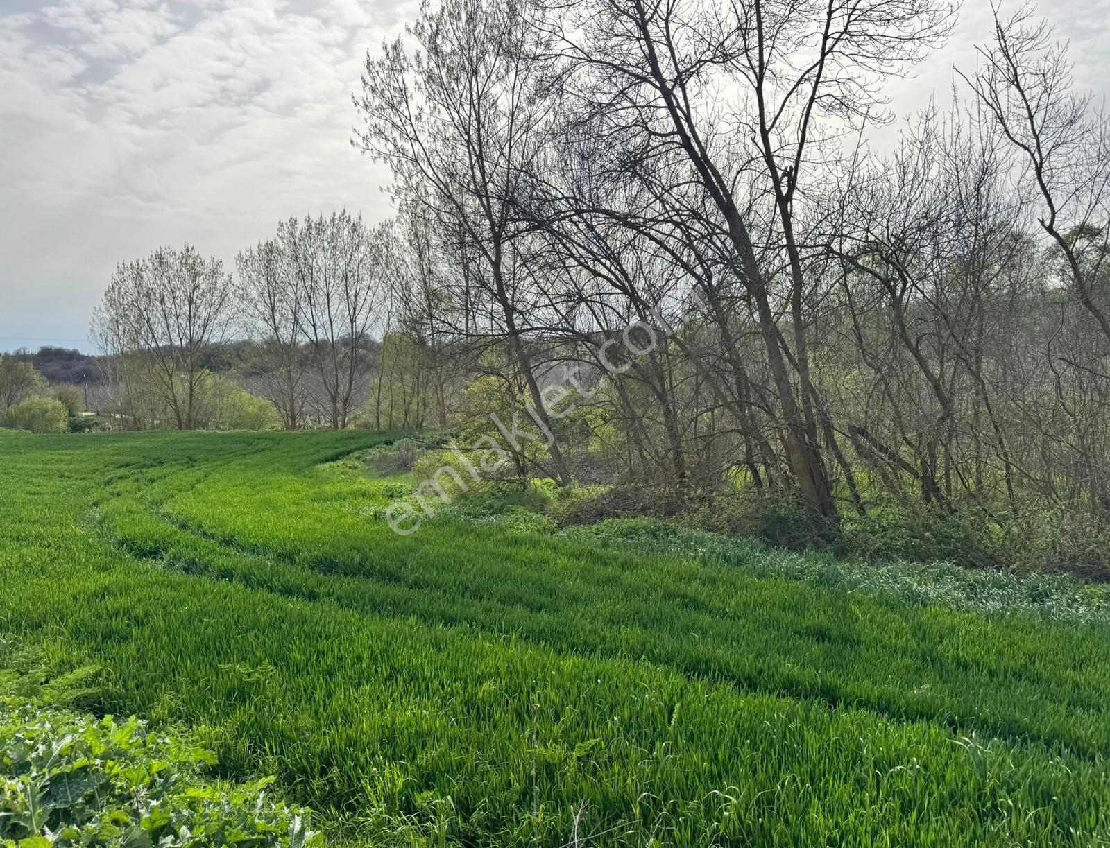 Lüleburgaz Ceylanköy'de Satılık 1542 Metrekare İster Tek Tapu İster Hisse Tarla - Görsel 16
