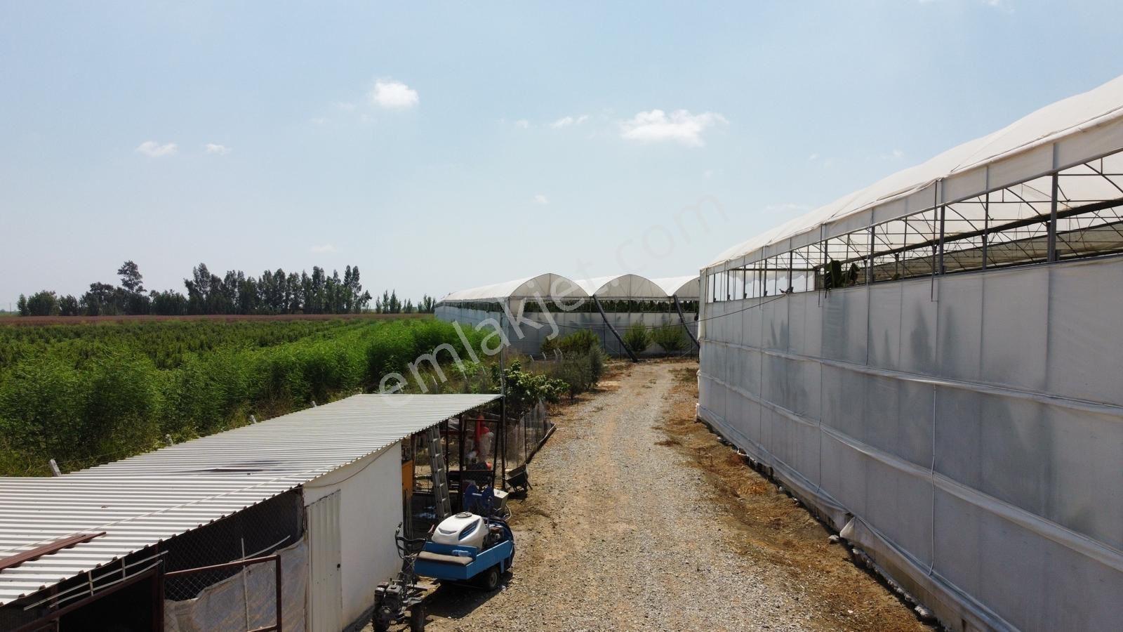 Tarsus Havaalanına Yakınında Satılık Sera - Görsel 8