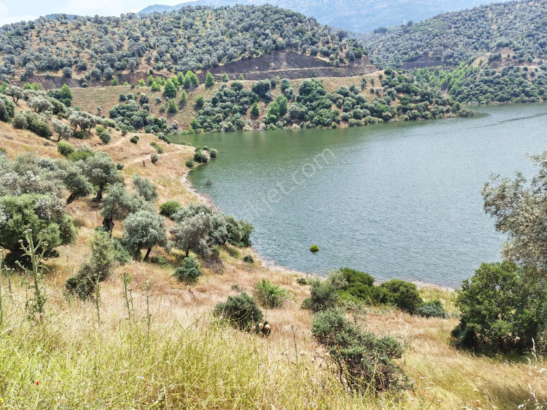 Doğa Gayrimenkul'den İzmir'de Baraj Manzaralı Zeytinlik