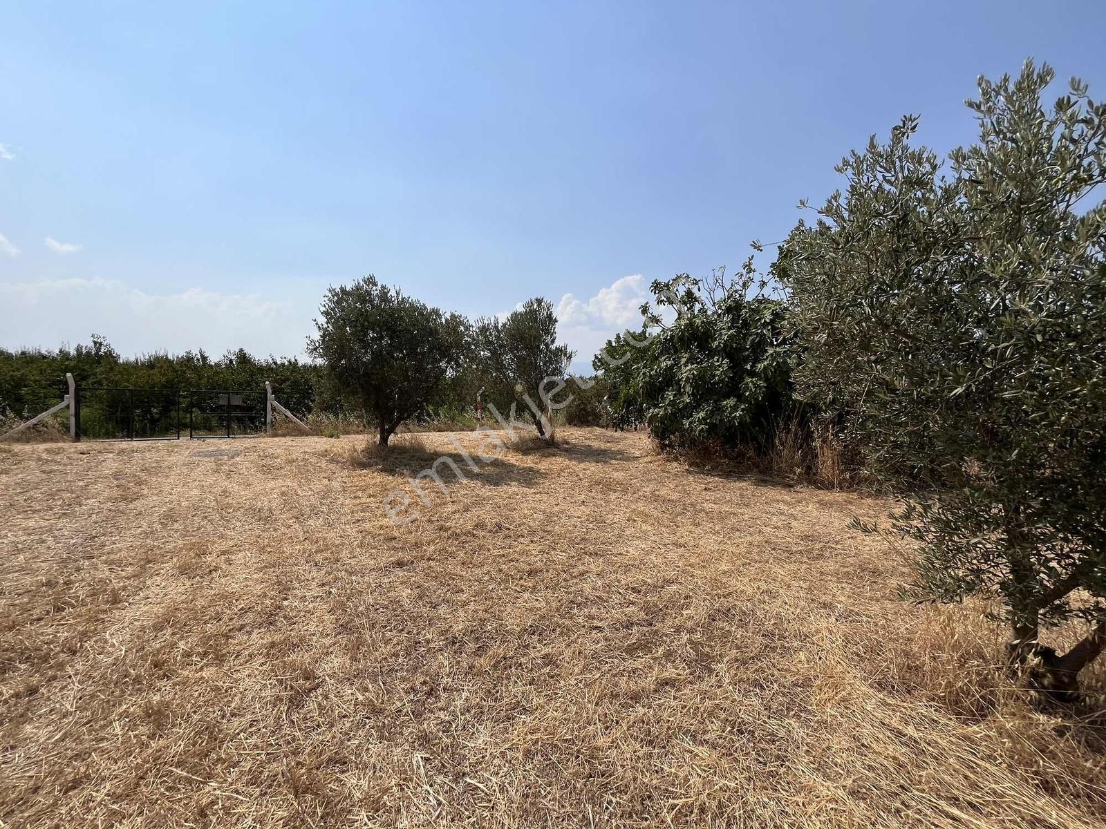 Kemalpaşa Bağyurdu Satılık 5650 M2 Bahçe - Görsel 4