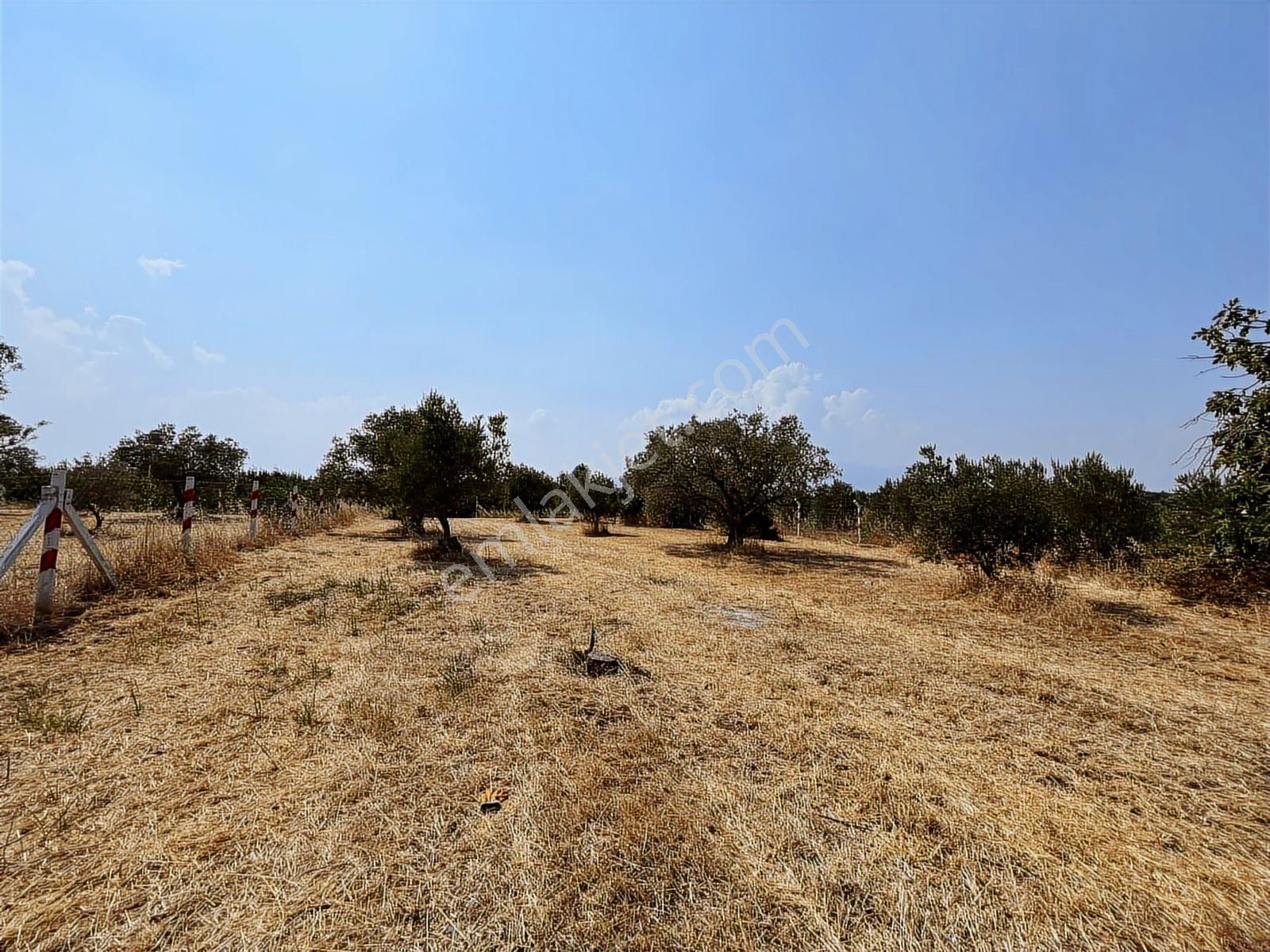 Kemalpaşa Bağyurdu Satılık 5650 M2 Bahçe - Görsel 8