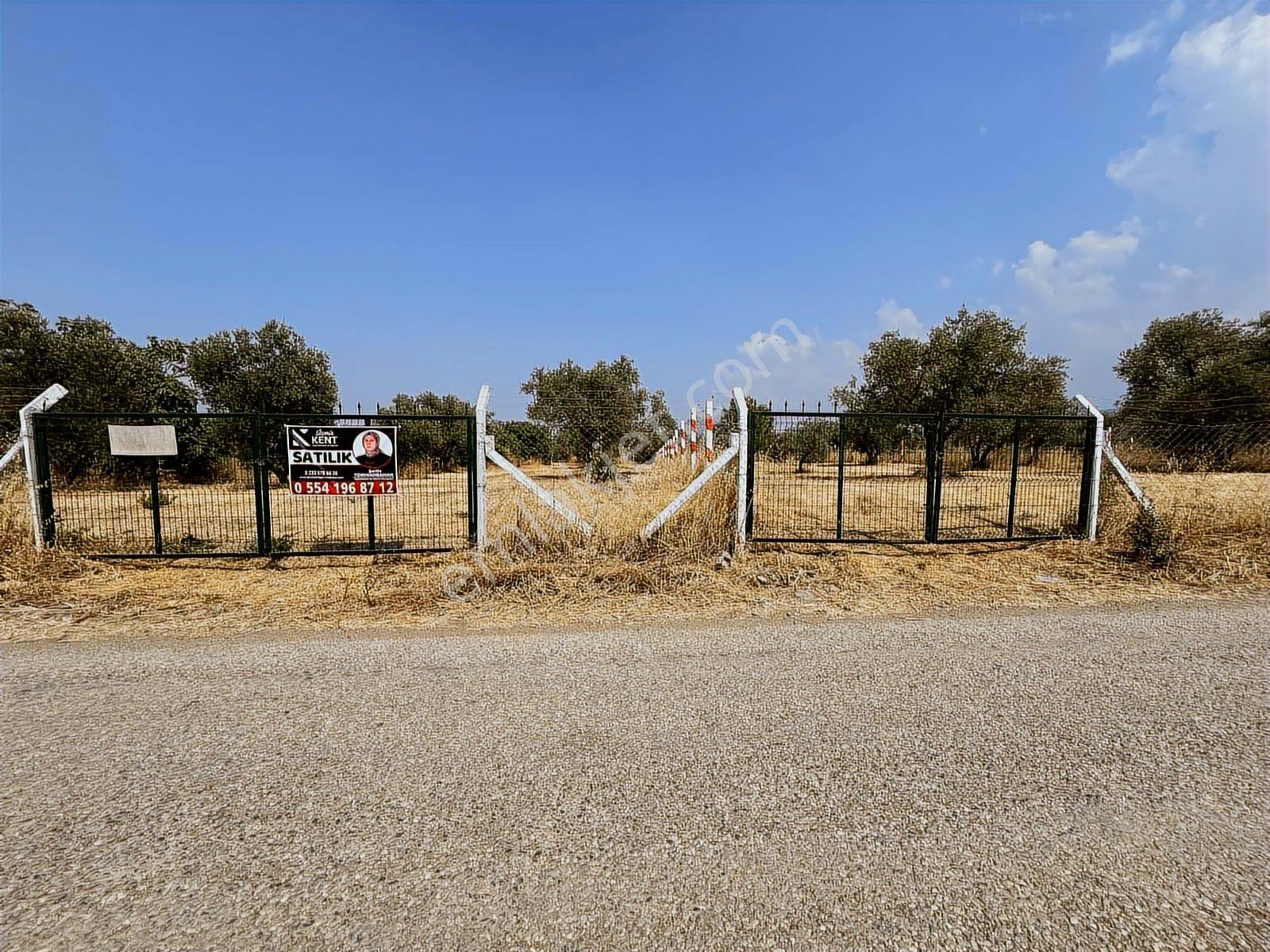 Kemalpaşa Bağyurdu Satılık 5650 M2 Bahçe - Görsel 14