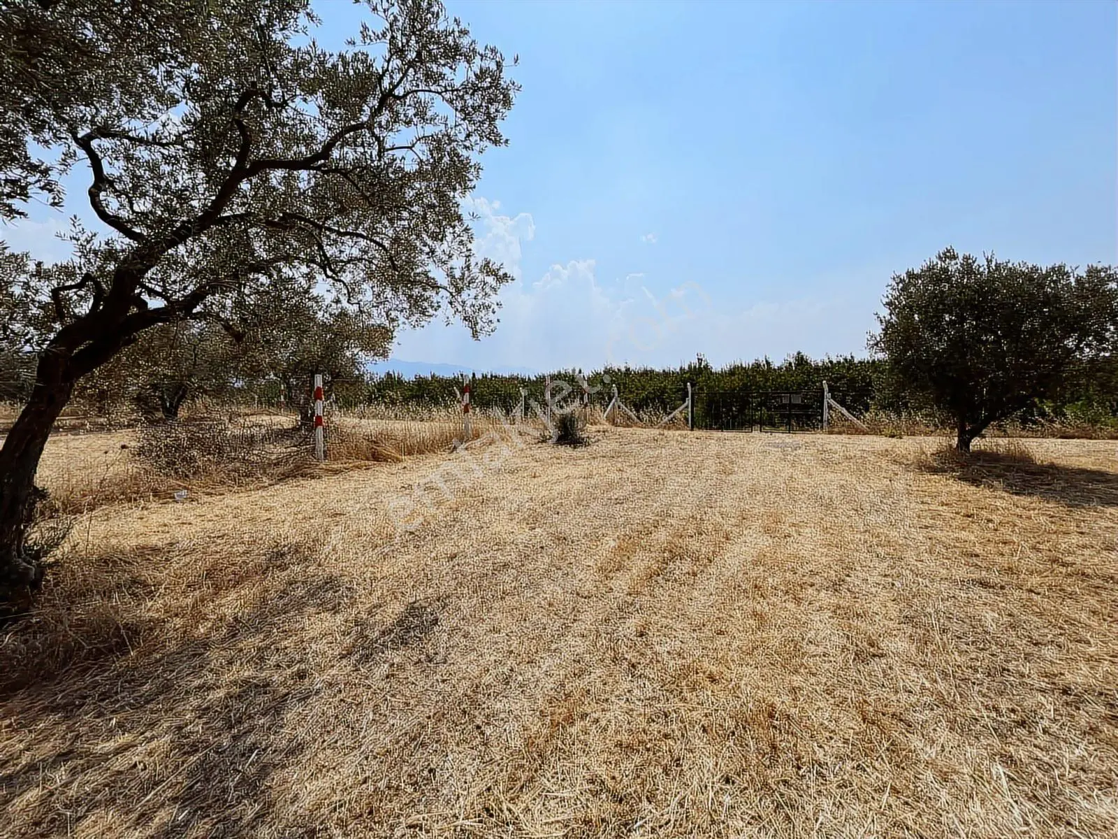 Kemalpaşa Bağyurdu Satılık 5650 M2 Bahçe - Görsel 6