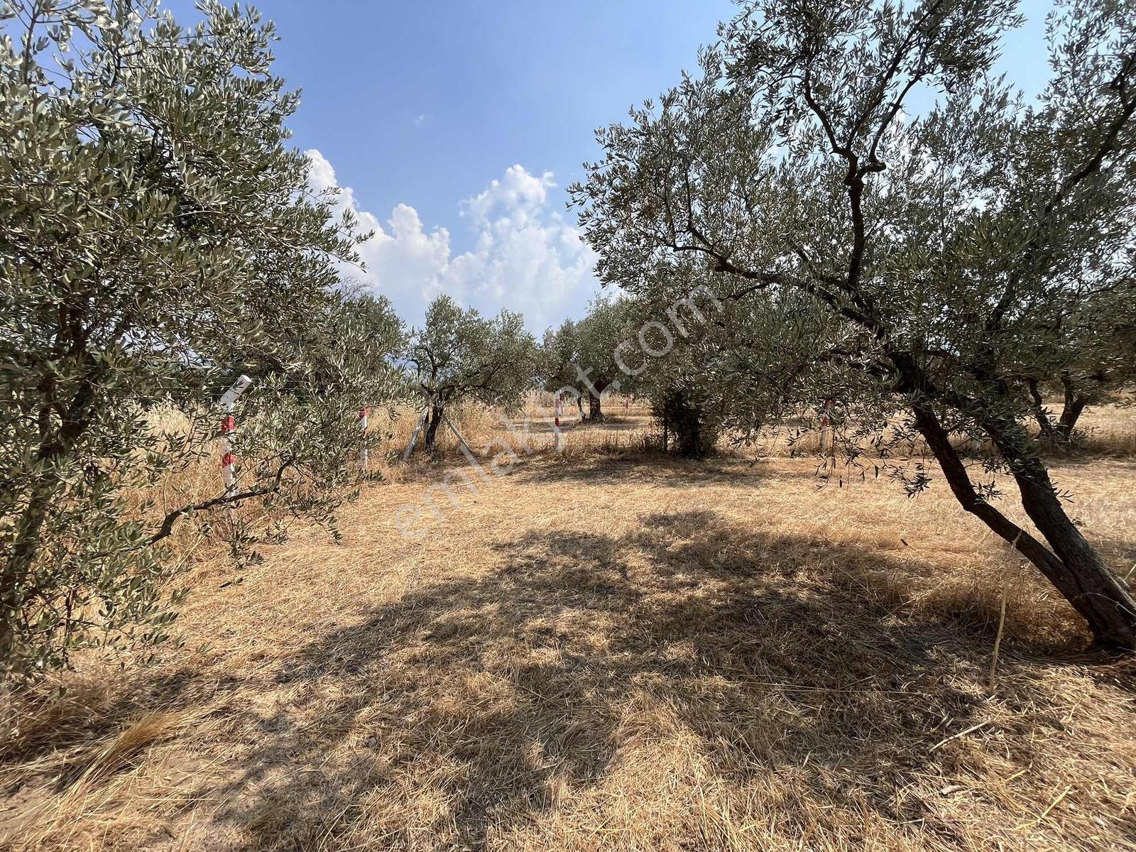 Kemalpaşa Bağyurdu Satılık 5650 M2 Bahçe - Görsel 10