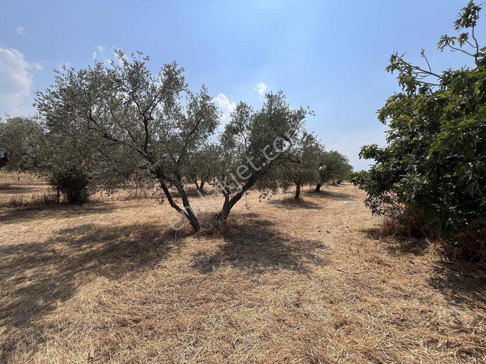 Kemalpaşa Bağyurdu Satılık 5650 M2 Bahçe - Görsel 2