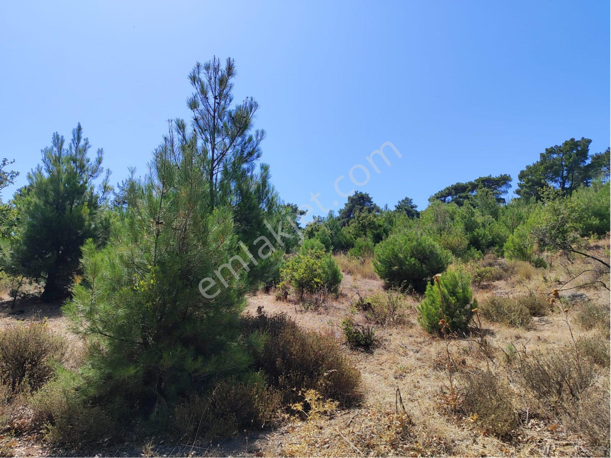 Bayramiç Köseler Köyü'nde Satılık 6500 M² Doğa Manzaralı Bağ - Görsel 9