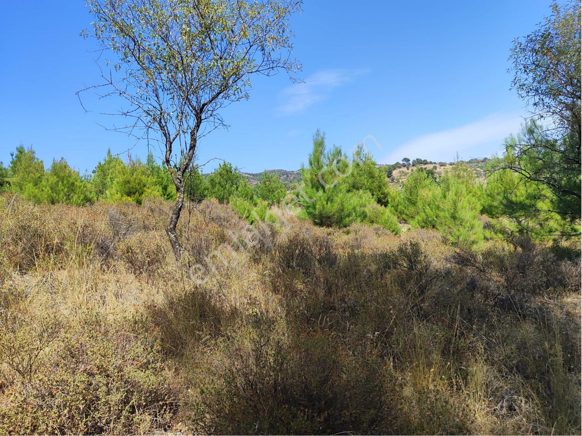 Bayramiç Köseler Köyü'nde Satılık 6500 M² Doğa Manzaralı Bağ - Görsel 6