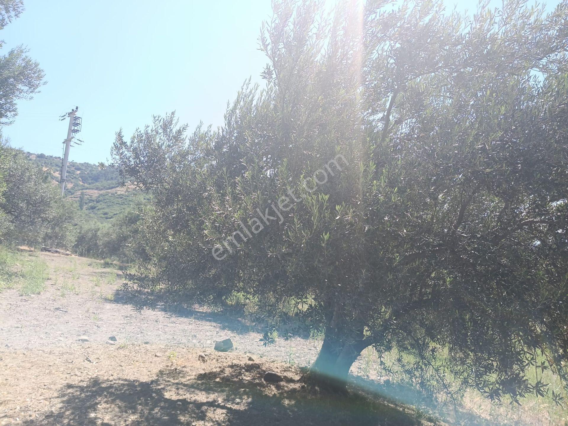 Kozluca'da Verimi Yüksek 4149 M2 Zeytinlik - Görsel 17