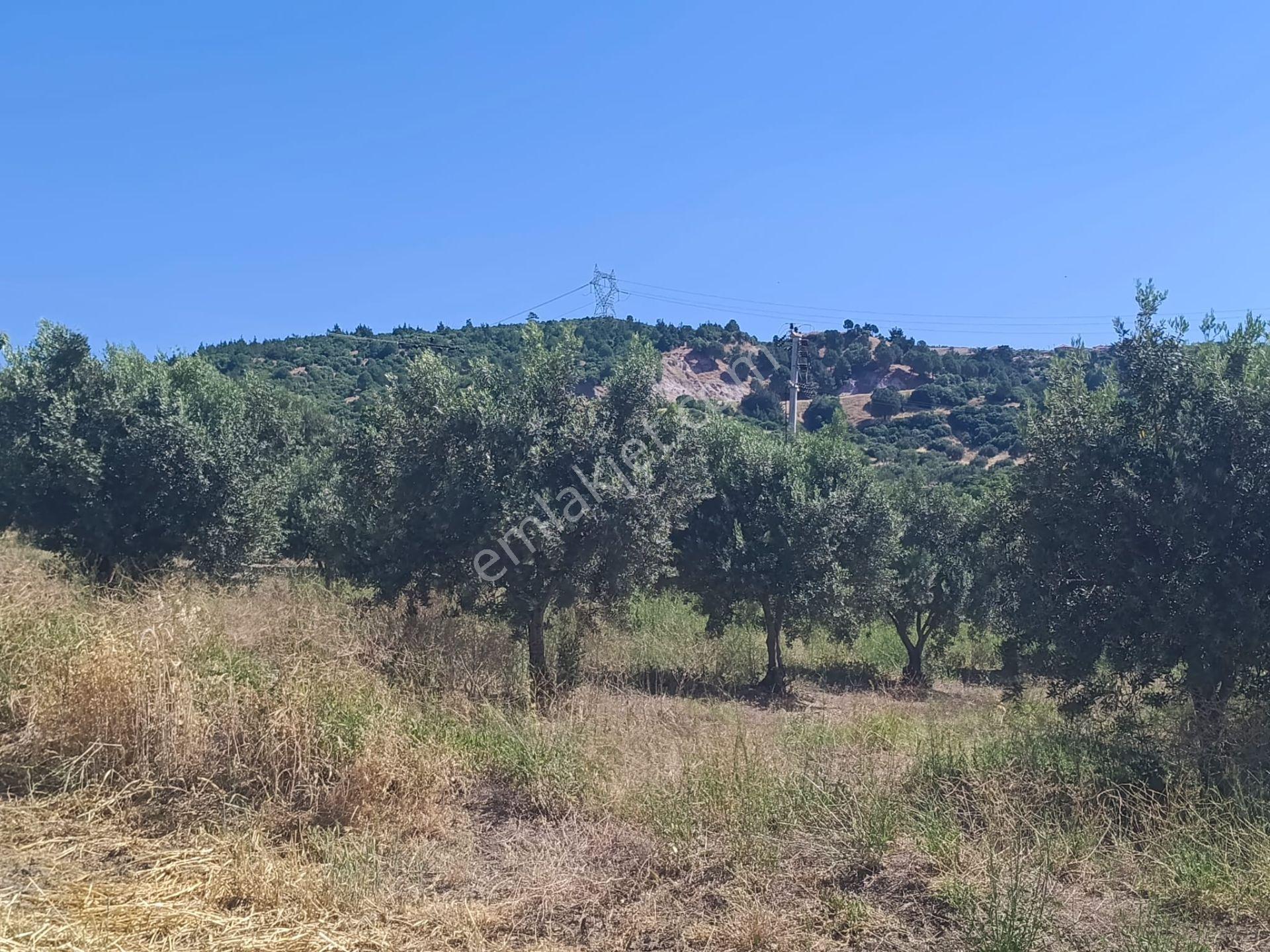Kozluca'da Verimi Yüksek 4149 M2 Zeytinlik